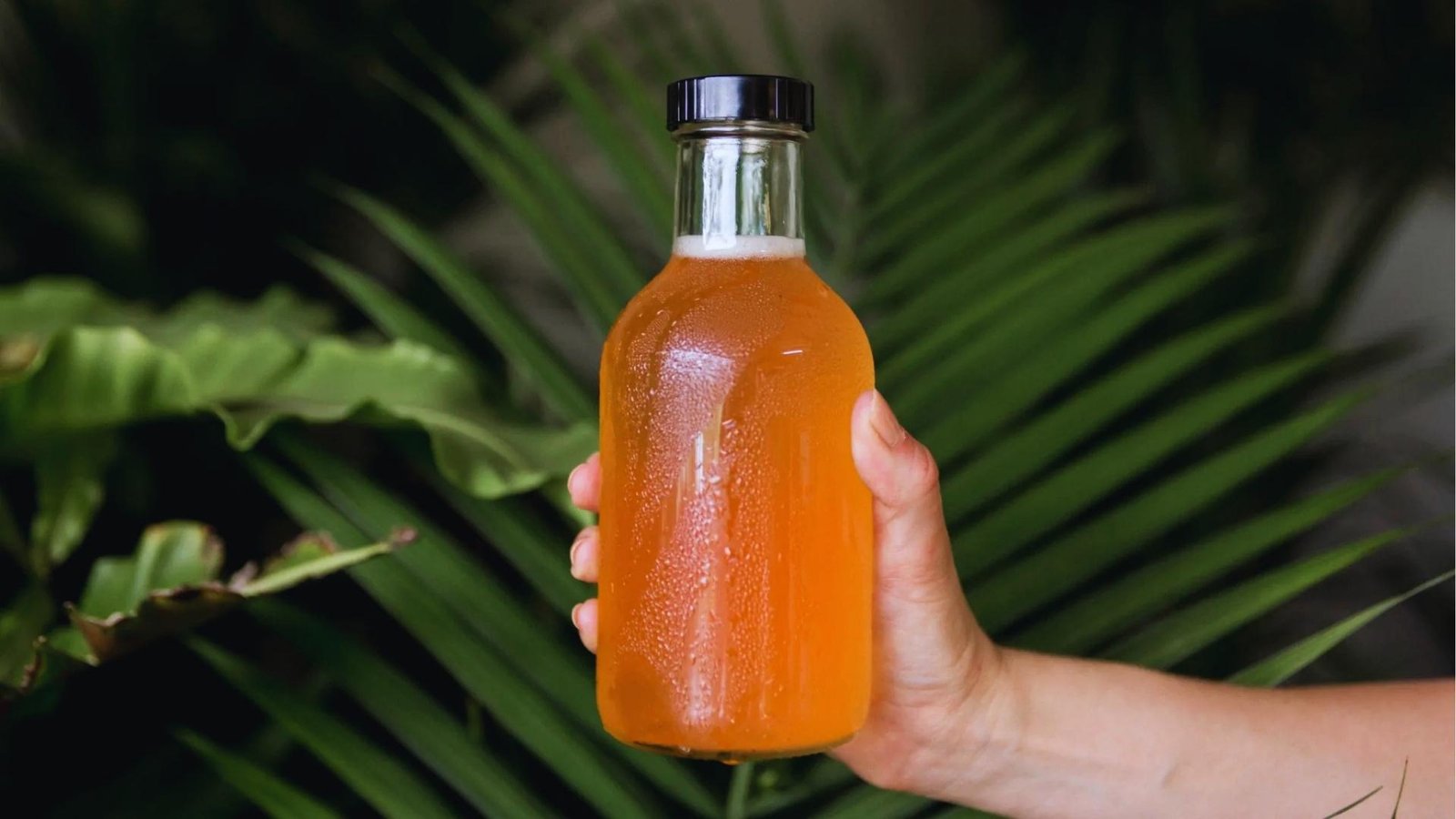 Hand holds cold glass bottle of fizzy orange kombucha with condensation against lush green tropical palm leaves in background.